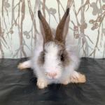 Angora